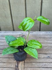 Hoya Rangae Splash  rare  succulent  4''pot picture