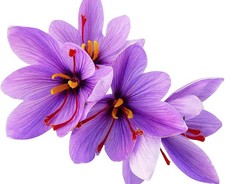 Stunning Fall Blooms – 10 Large Saffron Crocus Corms for a Beautiful Garden picture