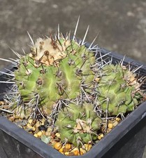 12cm RareSucculent Plant Copiapoa fiedleriana (K.Schum.) SelfRooted WYSIWYG picture