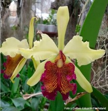Cattleya dowiana fma aurea 'Net Dream' non bloom size rare orchid species. Clone picture