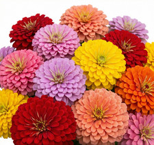 Zinnia Benary’s Giant MIX Cut Flower Garden 4-6