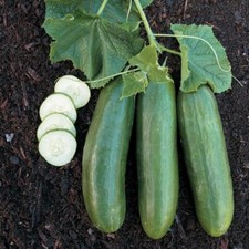 Straight Eight Cucumber Seeds, NON-GMO, Heirloom, Slicing Cucumber,  picture