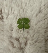 🍀RARE REAL 5 Leaf Clover 🍀 Hand picked - GREAT Gift - LUCKY 🤩 picture