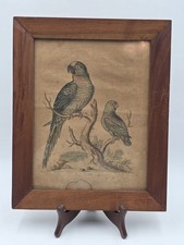 1754 GEORGE EDWARDS Hand Colored Copper Engraving Plate 235 PARROT / MACAW picture