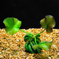 *BUY 2 GET 1 FREE* Banana Plant (Nymphoides Aquatica) Live Aquarium Plants ✅ picture