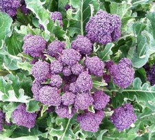 1500 Broccoli Seeds - Purple Sprouting Non-GMO Heirloom | USA Seller picture