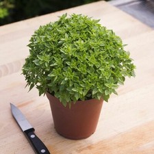 200 DWARF GREEK BASIL SEEDS ~ heirloomseedguy ~ 2026 ~ NON-GMO picture