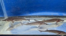 One 4 to 5 inches live White Sturgeon for Koi pond or large aquarium picture