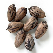 Northern Sweet Pecan Tree Seeds/Nuts (Carya illinoinensis) Hardy-Zone 5 Edible picture