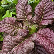 Red Mustard Salad Seёds–300 seёds Spicy Red Leaf Asian Greens SW1174+TRACK № picture