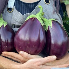 150 BLACK BEAUTY EGGPLANT SEEDS ~ heirloomseedguy ~ 2026 ~ NON-GMO picture