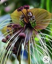 Imported bat lily flower bulbs | brown Tacca lily flower bulb Pack of 2 bulb picture