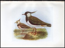 1917 H.E. Dresser Birds of Britain Original Antique Bird Print Lapwing picture