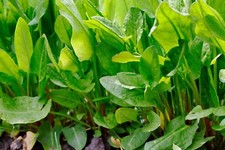 Large Leaf Sorrel Seeds, NON-GMO, Heirloom, Variety Sizes,  picture
