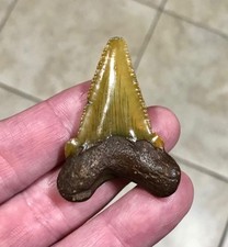 XL-COLORFUL & RARE “SUWANNEE  RIVER” AURICULATUS- 2.08” x 1.5”-SHARKTOOTH FOSSIL picture