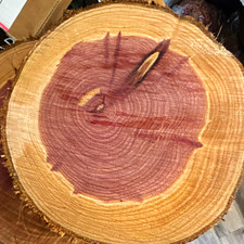 Unfinished Natural CEDAR  8 to 10” Wood Round Bark Edges, Craft Wood  lot 5 picture