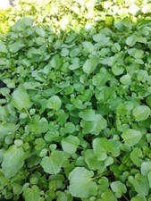 WATERCRESS CRESS SEEDS, HẠT XÀ LÁCH XOONG | NON-GMO | NEW SEEDS | picture