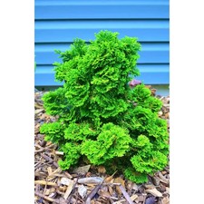 1 Gal. Dwarf Hinoki Cypress Shrub with Deep Green Coniferous Evergreen Foliage picture