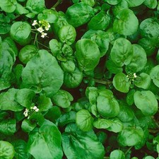 Watercress Cress Seeds | NON-GMO | Heirloom | Fresh Garden Seeds picture