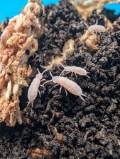 100+ Count Tropical Pink Springtails (Coecobrya tenebricosa)🪷   picture