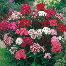 500 -SWEET WILLIAM SINGLE MIX SEEDS FRESH HARVEST FOR GARDENS picture