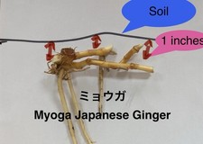 ミョウガ  Myoga Japanese Ginger ( Root Only) picture