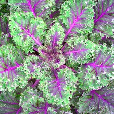 Red Russian Kale Seeds | Heirloom / Non-GMO |  | Seed Store | 1099 picture