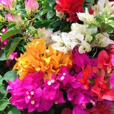 2 Mixed Bougainvillea Plants Live 4-8 Inch Tall, Flowering Vine picture