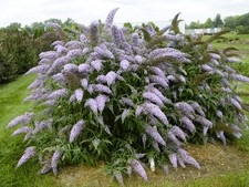 Live Grand Cascade BUTTERFLY BUSH Plant + BUDDLEJA Davidii - [Pint Pot] picture