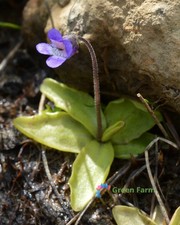 100 Seeds Pinguicula Vulgaris Butterwort Rare Perennial Carnivorous Garden Plant picture