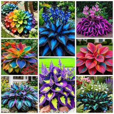 290+ Perennial Hostas for Planting, Low Maintenance Rich Foliage, Heart Hosta picture