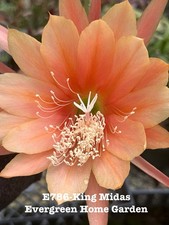 Rooted Epiphyllum Orchid Cactus “King Midas’ Growing In 4” Starter Pot. picture