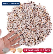 1000 Pcs Natural Tiny Small Sea Shells Colorful Clam Shells for DIY Craft, Jewel picture