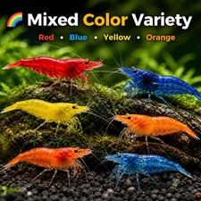 40 Mixed Freshwater Neocaridina Aquarium Shrimp Live Guarantee USA picture