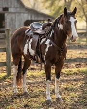 Amish Made 17” Western Leather Horse Saddle Brown Black Seat Conchos Stirrups picture