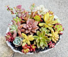 10 Beautiful, Colorful Healthy Rosette Succulent Cuttings Plus Extras  picture