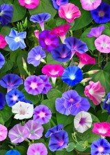 25 TALL MIXED MORNING GLORY SEEDS 15 ft VINES FREESH HARVEST FOR GARDENS picture