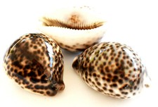 3 Leopard Tiger Cowrie Shell (Cypraea Tigris) 2 1/2