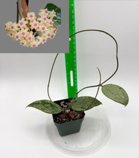 Hoya verticillata ksb-08 silver Well Rooted Established Plant picture