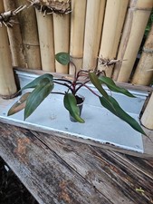 Large Philodendron Majesty Exact Plant 3
