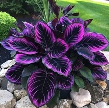 25+ Seeds Purple Tip Calathea Couture Flower Indoor or Outdoor Beautiful Plant picture