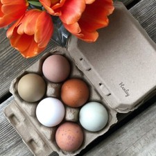 Half Dozen Egg Cartons - Henlay Blank Flat Top, Six Pack, 2 colors, 20 or 100 picture