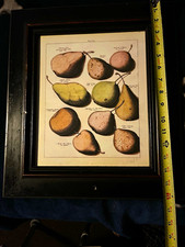 antique botanical print 