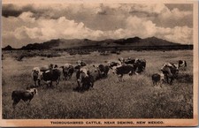 1925 RPPC Thoroughbred Cattle Ranch Deming New Mexico Postcard Albertype picture