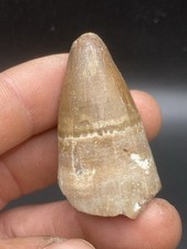 1.93'' / 4.9cm Rare Massive Fossil Crocodile Tooth Mahajangasuchus Cretaceous picture