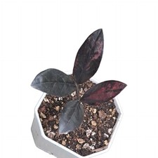 ZZ Zamioculcas zamiifolia Variegated Plant Raven Rare Black Pinkish Red picture