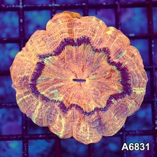 Item#A6831LW6831(S) WYSIWYG Indo Ultra Unique Acanthophyllia picture