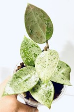 HOYA VERTICILLATA SILVER HEART (ROOTED PLANT) picture