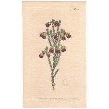 Curtis Botanical Magazine 1809 antique hand-colored engraving 1214 Heath picture
