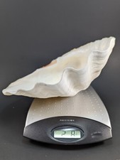 Large Vintage Natural Clam Shell 10